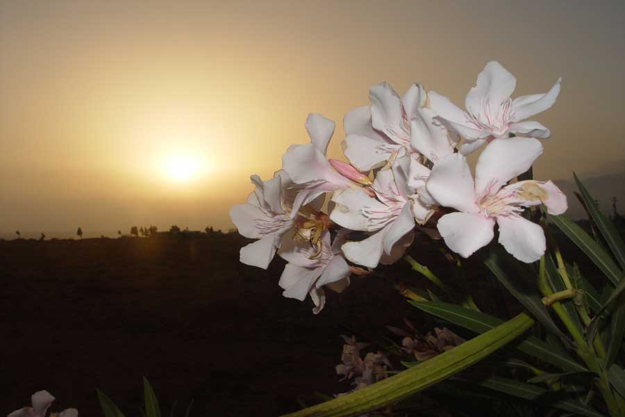 Sonnenuntergang mit Blume auf Kreta