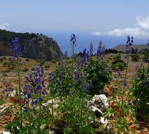 Frühling auf der Kreta Hochebene
